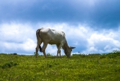 IIP Online Student Photography